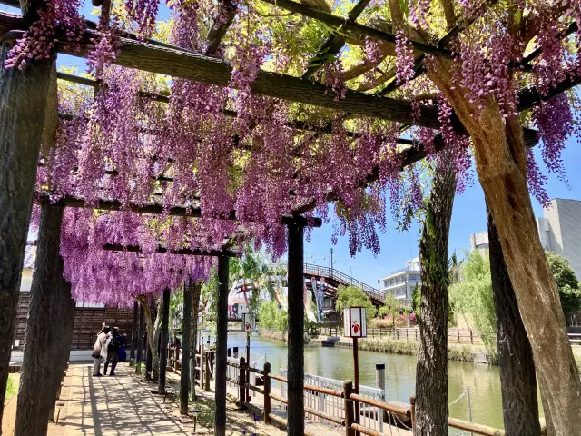 華やかな紫色で魅せる藤棚