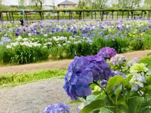 初夏に咲く紫陽花も美しい