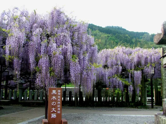 素盞嗚神社境内にある藤棚