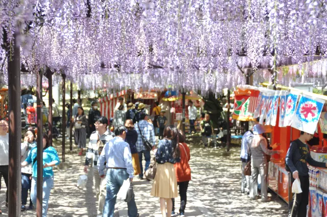 開花時期は4月中旬から4月下旬