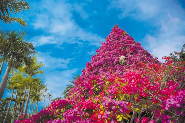 おきなわブーゲンフェア