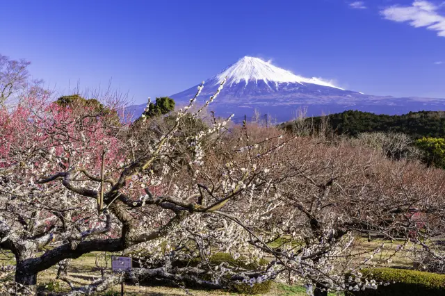 標高193mの岩本山山頂を中心に整備された公園