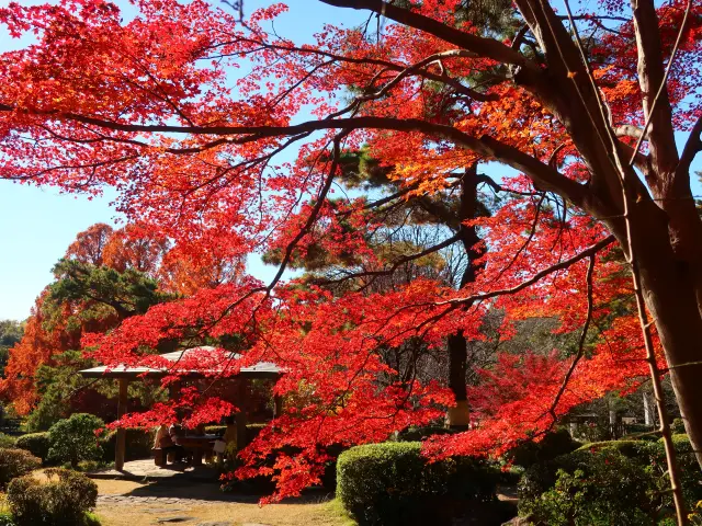 紅葉の時期がとくに美しい日本庭園