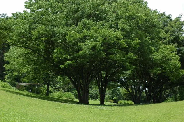 ピクニックに最適な芝生広場