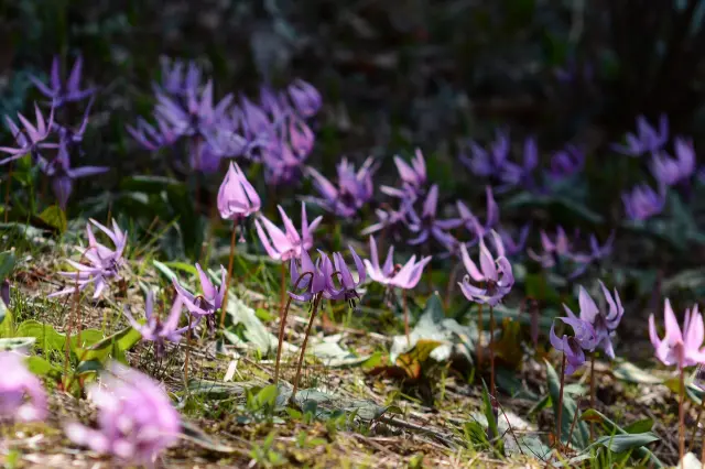 カタクリの群生