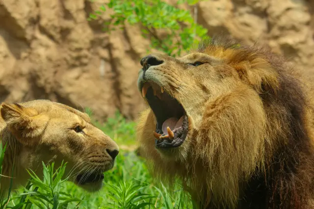 エサやり体験も楽しめる「かみね動物園」