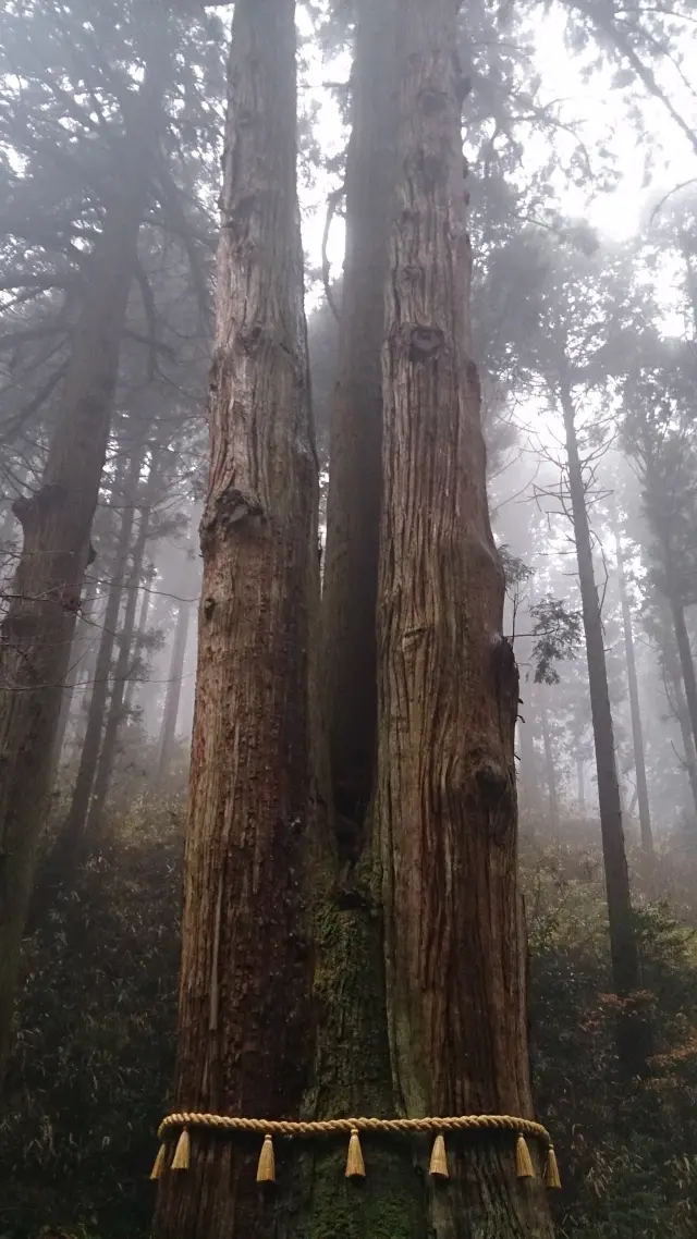 推定樹齢600年の御神木「三本杉」