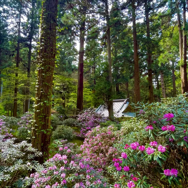可憐な花色で魅了するシャクナゲ