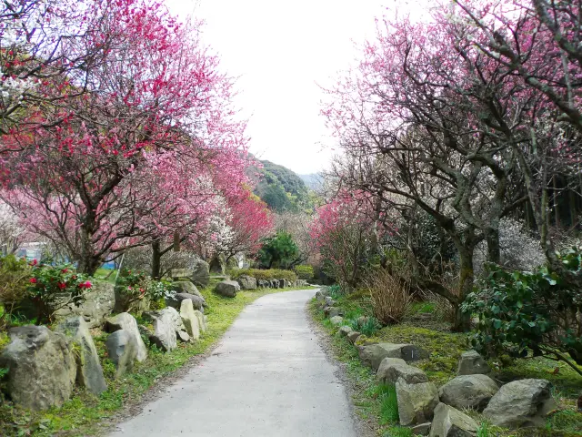 深紅のサツマ紅梅などが咲く 画像提供:北九州市みどり公園課