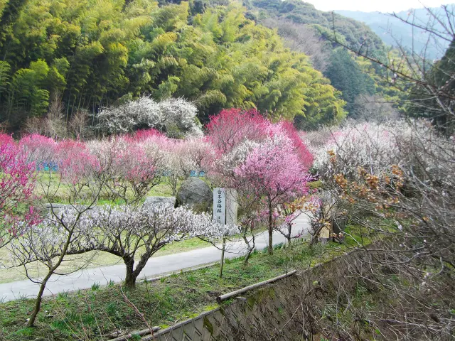 林道沿いに約500本を植栽 画像提供:北九州市みどり公園課