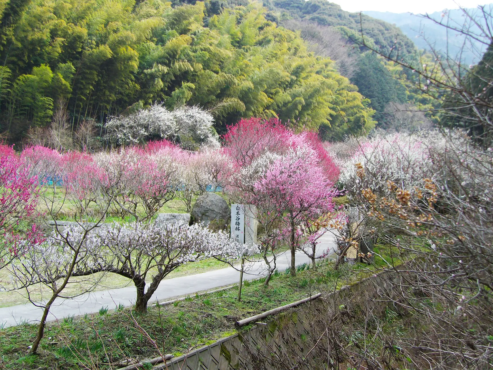 白木谷梅林