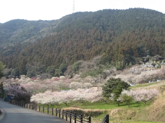 紅白約350本の梅が満開になる様は圧巻 画像提供:北九州市みどり公園課