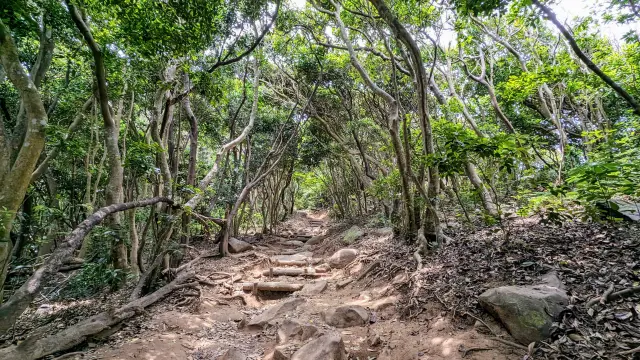 木々が重なり合う遊歩道　
写真提供：（一社）糸島市観光協会