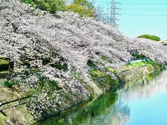 ソメイヨシノの開花時期は例年3月下旬〜4月上旬