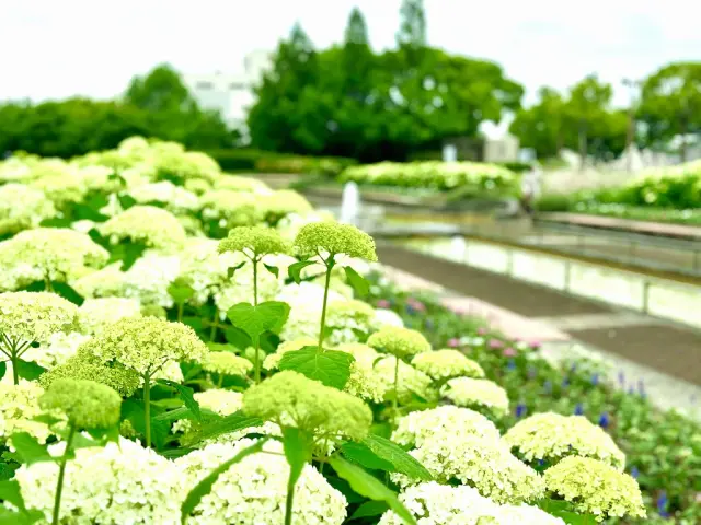 西洋アジサイ「アナベル」は5月の終わりから7月にかけて開花