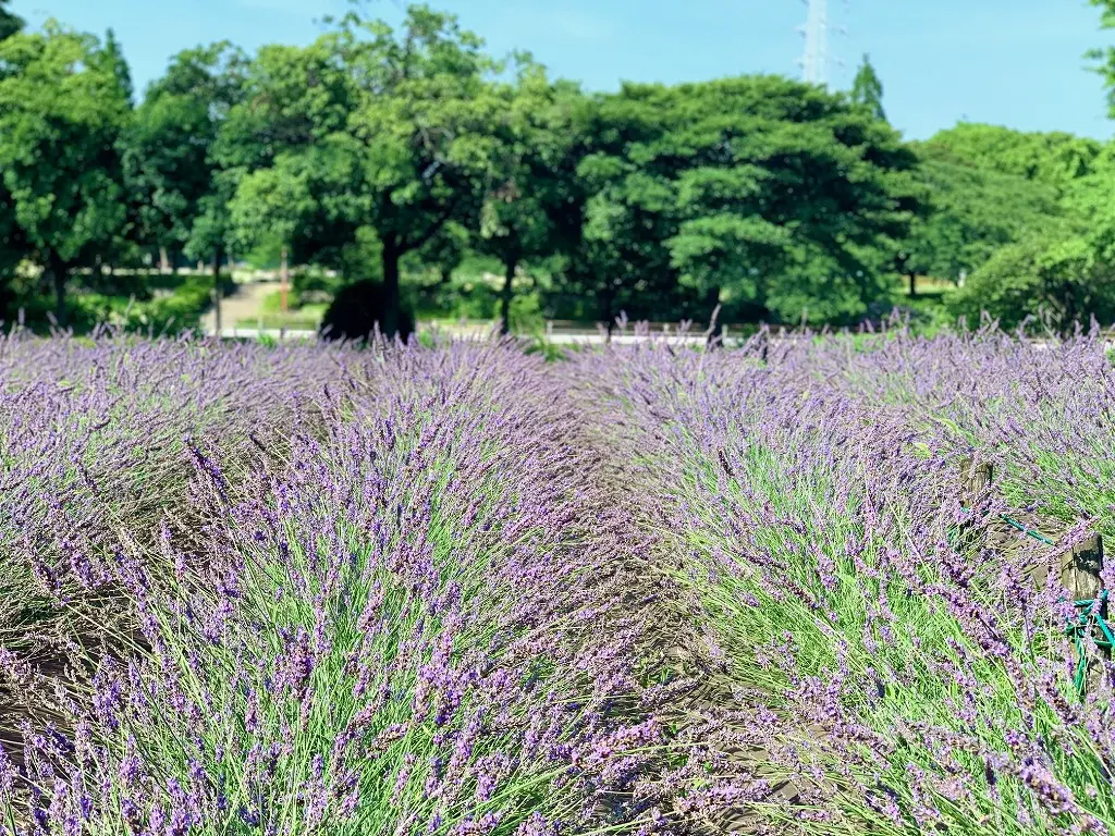 荒子川公園