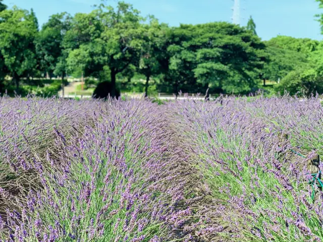 ラベンダー園は県内有数の規模