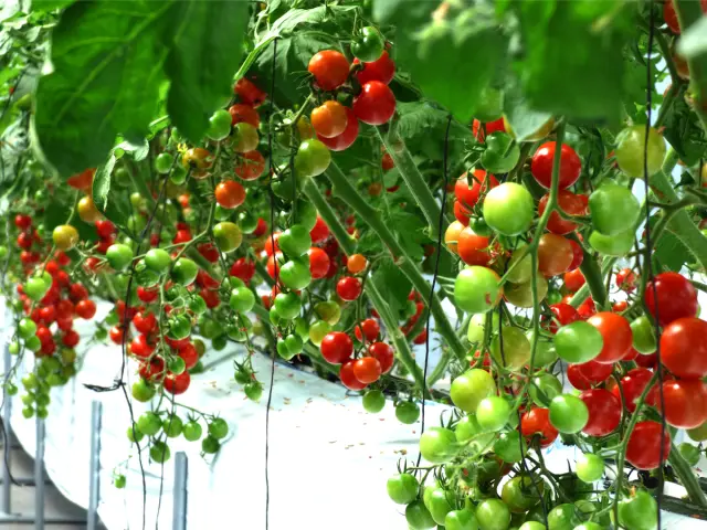 1年を通して収穫体験ができる