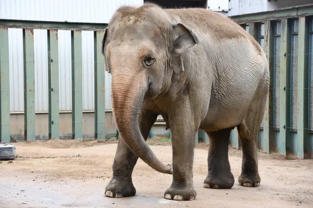 迫力満点のアジアゾウ