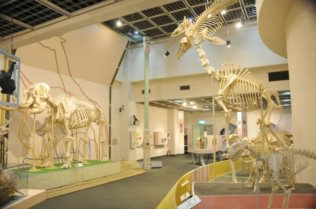 動物の生態を学べる動物化学資料館