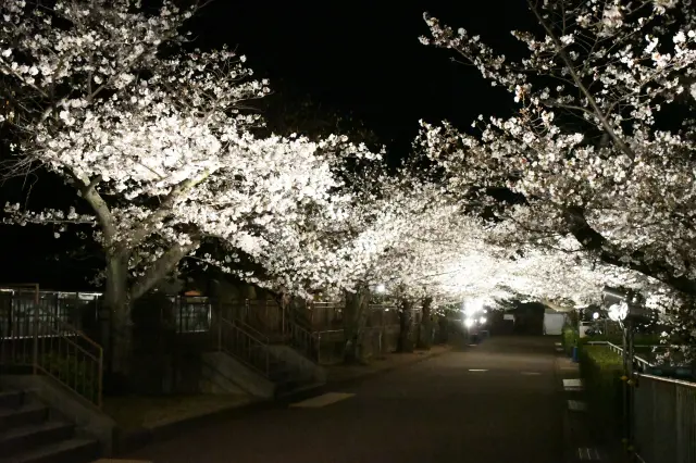 夜桜通り抜けは例年3日間開催
