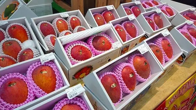 宮古島のマンゴーのシーズンは6月下旬〜8月頃