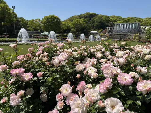 日本の皇室や王侯貴族、芸術家などの名を冠した品種を集めたバラ園