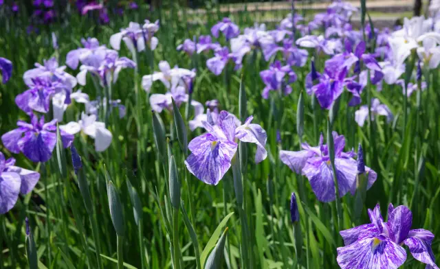 6月には花しょうぶが見ごろに
