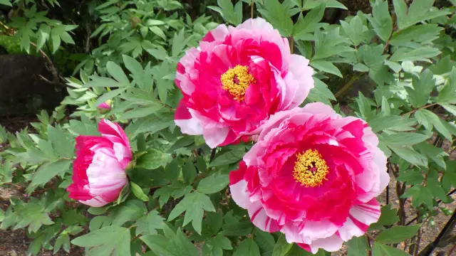 約35種140株が大輪の花を咲かせるぼたん園