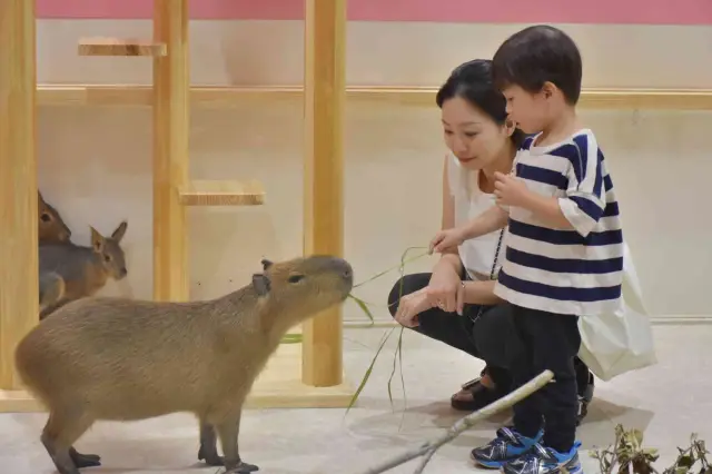 動物に出会える「アニタッチ」