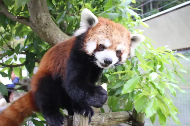 レッサーパンダは動物園のマスコット的な存在
