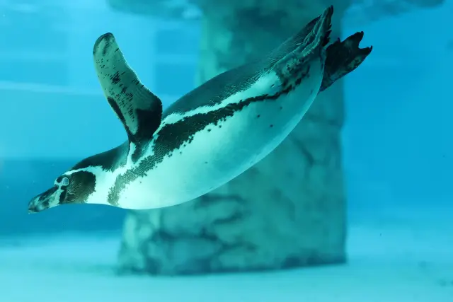 陸上や水中などペンギンをさまざまな角度から観察