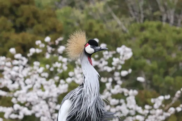 フライングケージでは自然に近い状態の鳥たちを観察できる