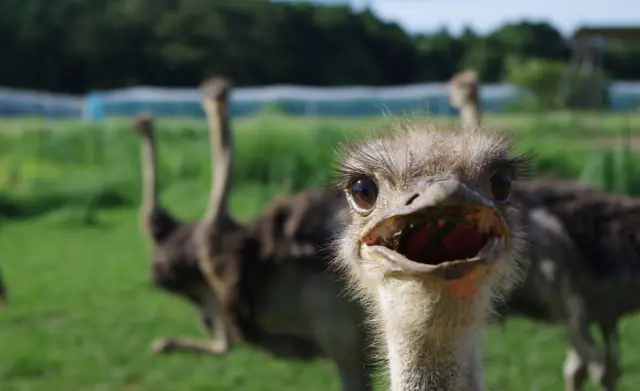 温和な性格のアフリカンブラック種がメイン