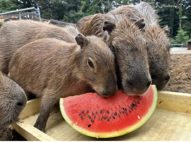 カピバラなど、ダチョウ以外の動物も多数