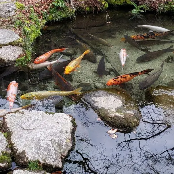 錦鯉のエサやり体験(有料)も実施