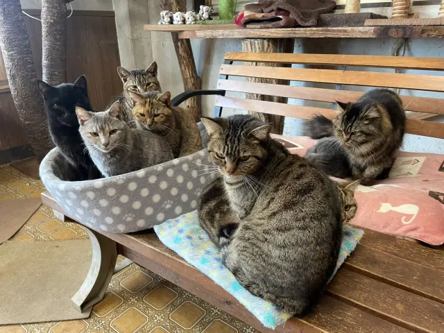 キャットピアで猫とふれあおう