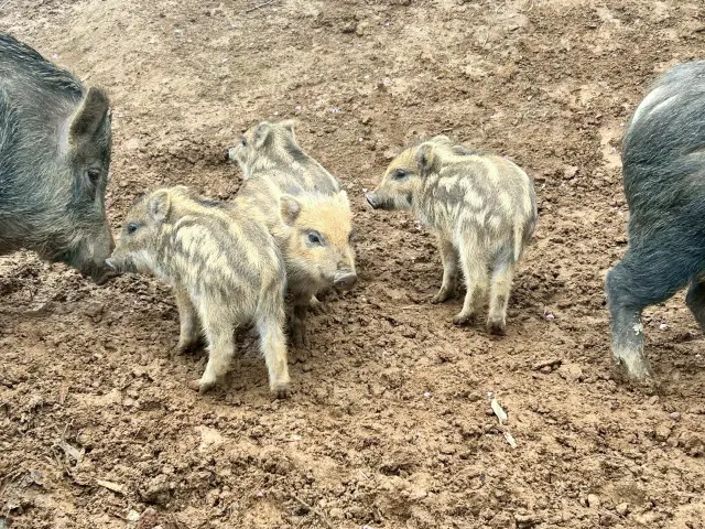 広大な牧場でいきいきと生活するイノシシたち