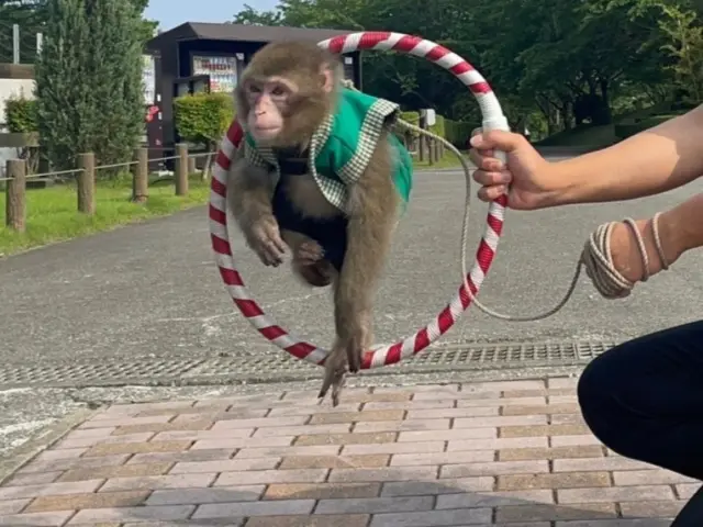 時期によってはお猿のショーも開催