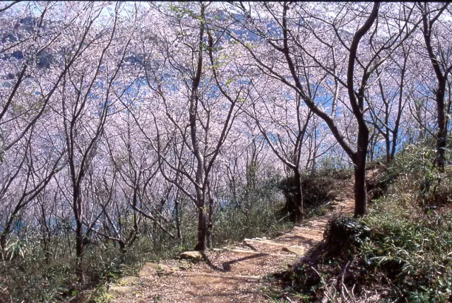 春には遊歩道沿いの桜が満開に
