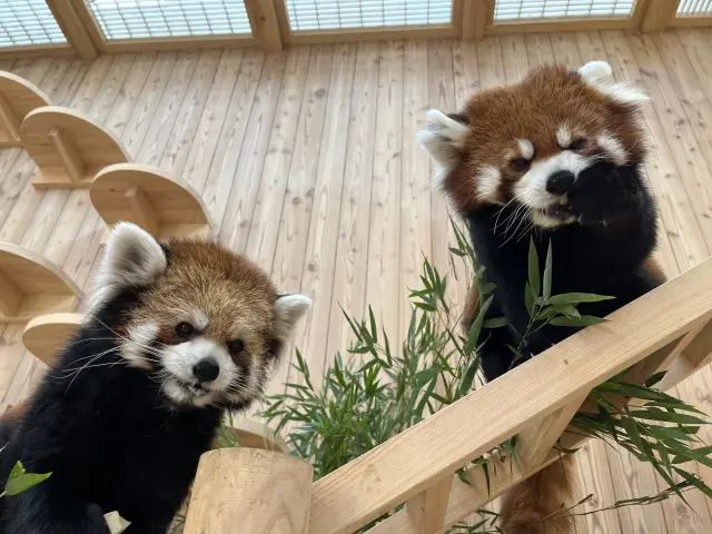 シセンレッサーパンダは現在4頭育てられている