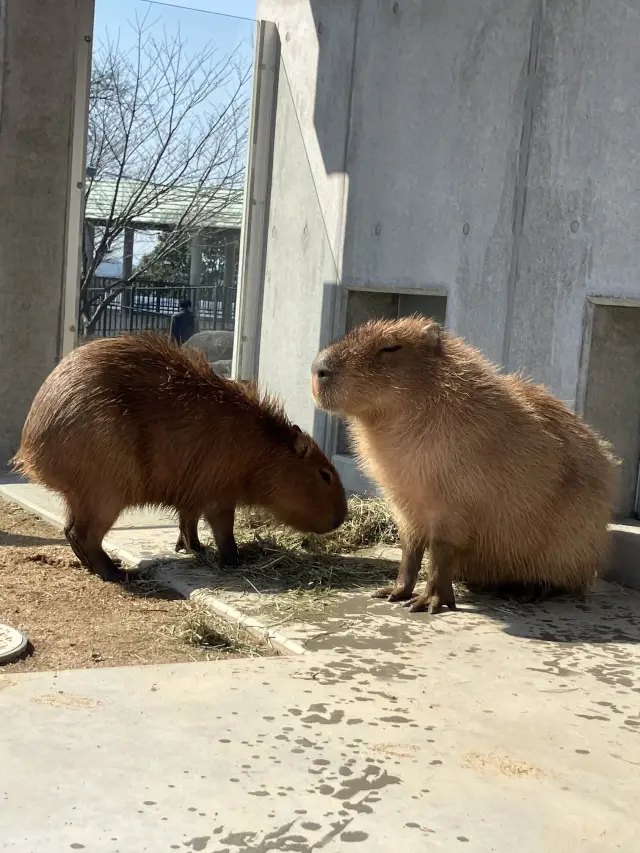 2025年にカピバラ舎が完成し、2頭のカピバラが仲間入り！