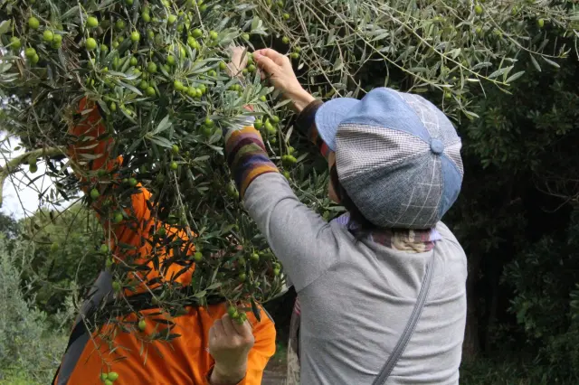オリーブ収穫体験などのイベントも定期的に開催される