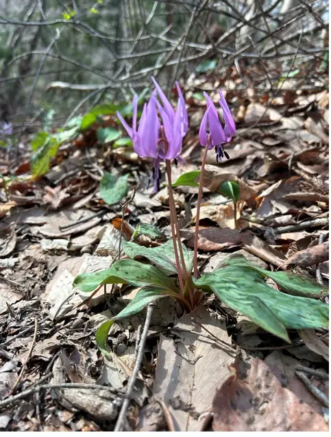 春はカタクリの花が群生する