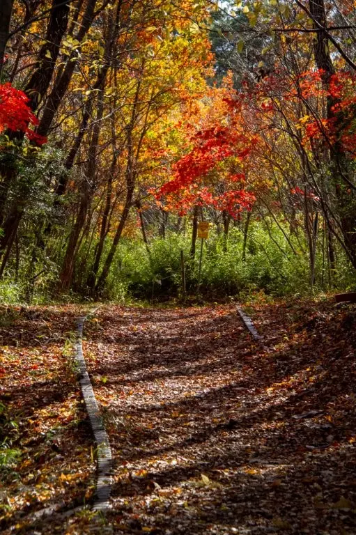 気持ちの良い遊歩道が整備されている
