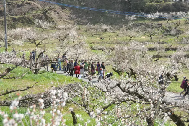 イベント期間中は農産物や飲食の出店も
