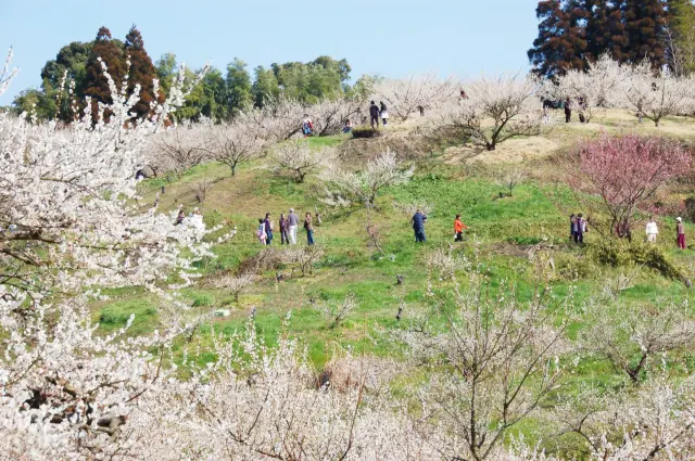 梅花盛放景象不負九州『梅之三名園』之一的盛名