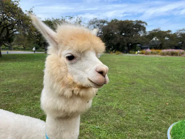 アルパカをはじめ、愛らしい動物たちに会いに行こう