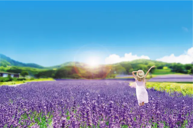 シーズンになると早咲き、中咲き、遅咲きのラベンダーがあたり一面を彩る