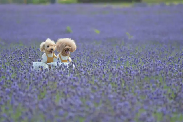 愛犬も同伴可能だが、園内のルールは事前に確認しよう